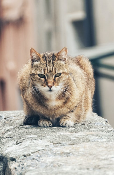 棕色虎斑猫
